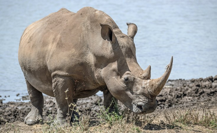 Africa: New Embryos, Surrogate Mothers Added to Northern White Rhino Rescue  Project 