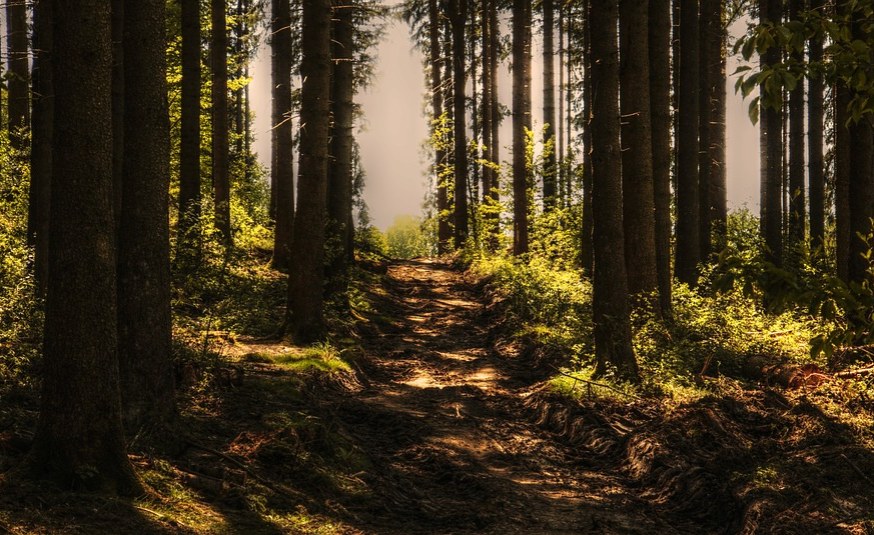 Kenyan Community Project Saving Forests, Saving Livelihoods