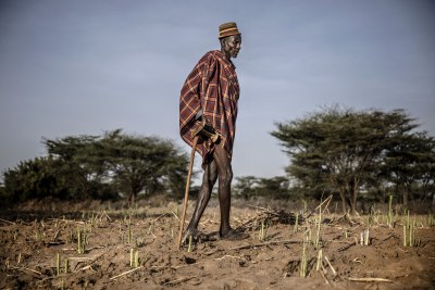 A Turkana man stands at a severely damaged sorghum crop part of his community farm providing food for 100 households in Loima, Turkana County, Kenya. An increasing number of second-generation immature swarms continue to form in northwest Kenya.
