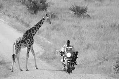 Wildlife in Uganda.
