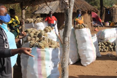 Des femmes préparent la récolte du baobab pour Baobab Products Mozambique (BPM).
