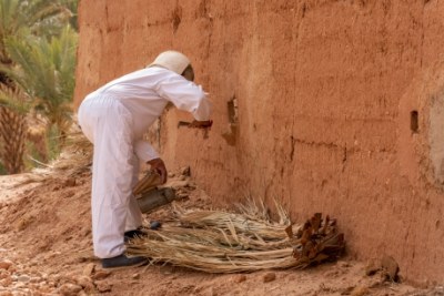 FAO, the government of Morocco and other partners have created a beekeeping technical center, whose mission is to improve beekeeping skills and to select, multiply and disseminate queen bees to safeguard the future of the Saharan yellow bee breed.