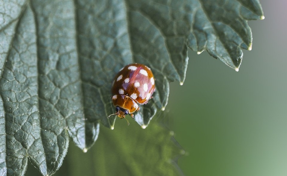 Seychelles: Response Team Fumigates Golden Apple Trees to Control Spread of Leaf Beetle