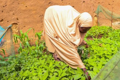 Home gardens can go a long way in reducing hunger and malnutrition in a country.
